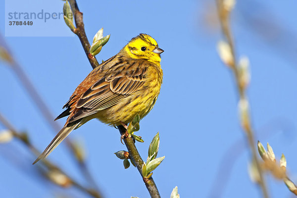 Goldammer (Emberiza citrinella) hockt auf einem Ast