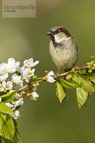 Haussperling (Passer domesticus) hockt auf einem Ast