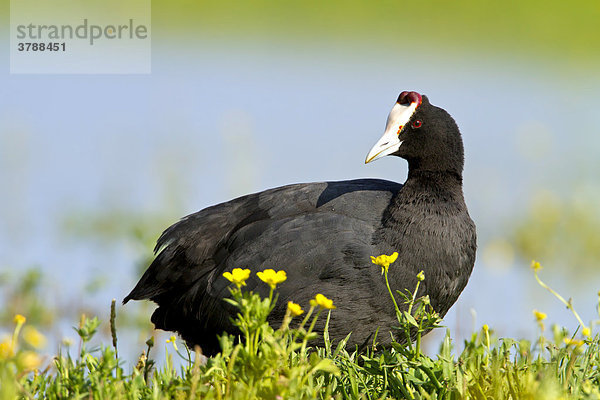 Kammblässhuhn (Fulica cristata)