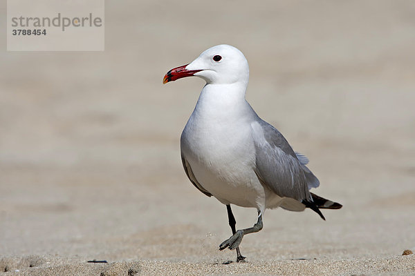 Korallenmöwe (Larus audouinii) geht am Strand