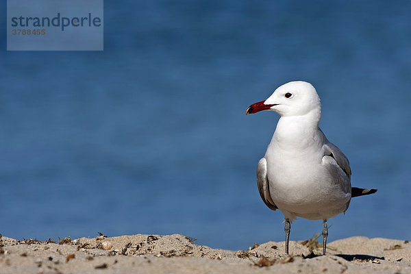 Korallenmöwe (Larus audouinii) steht am Strand