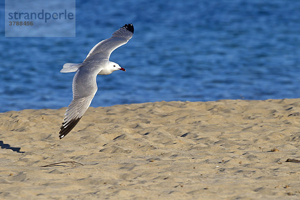 Korallenmöwe (Larus audouinii) fliegt am Strand