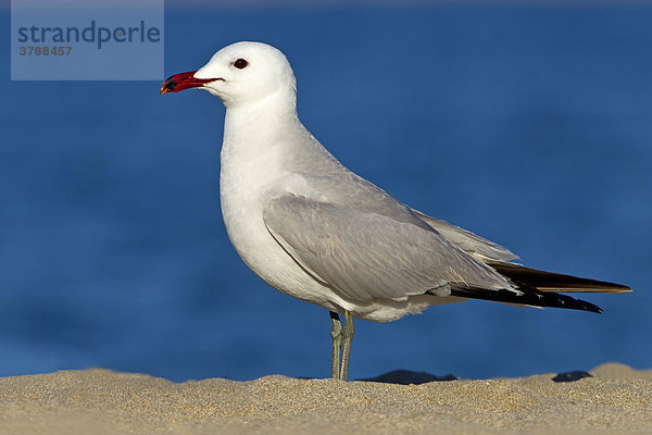 Korallenmöwe (Larus audouinii) steht am Strand