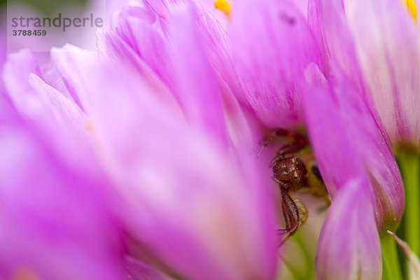 Pinkfarbene Blüten  close-up