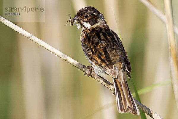 Rohrammer (Emberiza schoeniclus) mit Beute auf einem Stängel