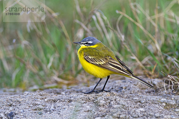 Wiesenschafstelze (Motacilla flava flava)