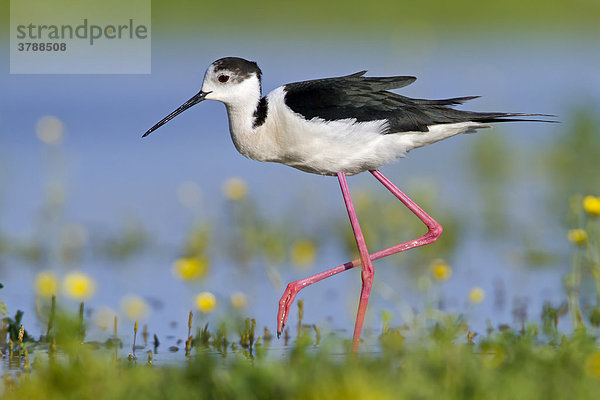 Stelzenläufer (Himantopus himantopus) watet im Wasser