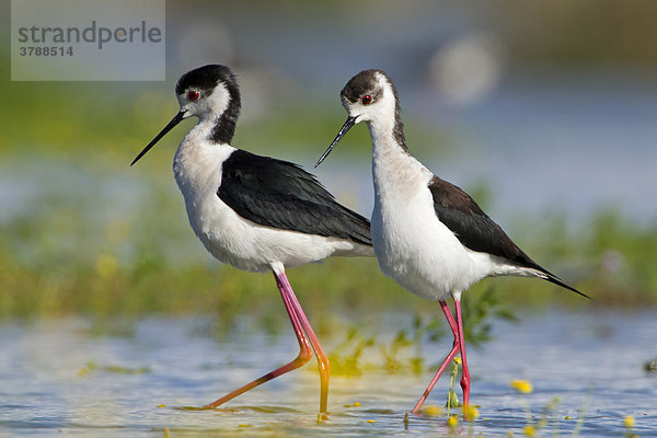 Zwei Stelzenläufer (Himantopus himantopus) waten im Wasser