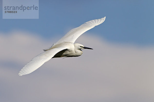 Seidenreiher (Egretta garzetta) im Flug