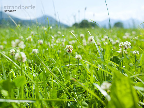 Blumenwiese  Kochelsee  Bayern  Deutschland  Europa