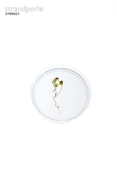Eine Petrischale mit einem darin wachsenden Setzling