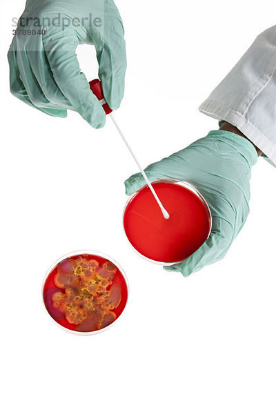 Ein Laborant mit einem Wattestäbchen auf einer Petrischale mit Bakterienkultur  Nahaufnahme der Hand