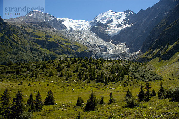 Vereinzelte Nadelbäume an der Baumgrenze mit Gletscher Glacier de Bionnassay Hochsavoyen Haute-Savoie Frankreich
