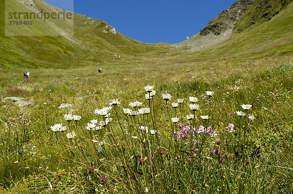 Blumenwiese unterhalb des Passes Col de Tricot Hochsavoyen Haute-Savoie Frankreich