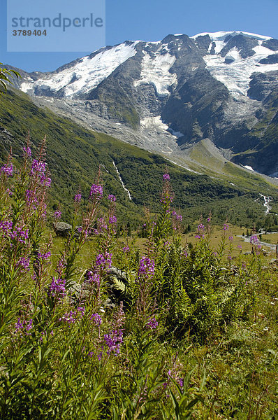 Blumenwiese mit Schmalblättriges Weidenröschen Epilobium angustifolium der Paturages de Miage und gletscherbedecktem Berg Domes de Miage Hochsavoyen Haute-Savoie Frankreich