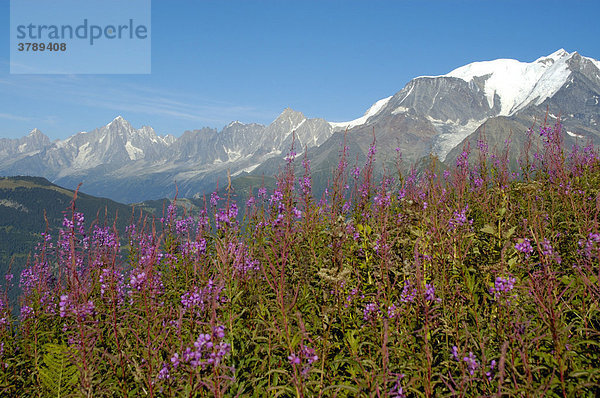 Blumenwiese mit Schmalblättriges Weidenröschen Epilobium angustifolium vor Bergmassiv des Mt. Blanc Hochsavoyen Haute-Savoie Frankreich