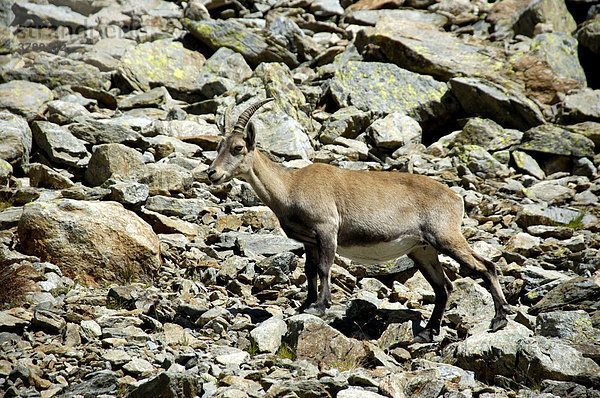 Steinbock Ibex in freier Wildbahn am Le Nid d'Aigle in Felsgeröll Hochsavoyen Haute-Savoie Frankreich