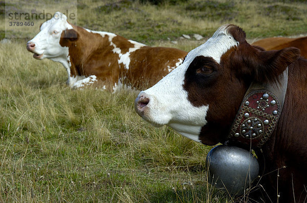 Zwei Kühe mit Kuhglocke liegen auf Wiese am Mont Truc Hochsavoyen Haute-Savoie Frankreich
