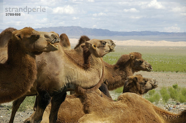 Herde Baktrischer Kamele in der Wüste Gobi Khongoryn Els Gurvan Saikhan Nationalpark Mongolei
