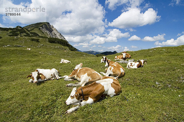 Im Rißbachtal im Karwendel Tirol Österreich Kühe unter dem Gipfel der Kompar über der Eng