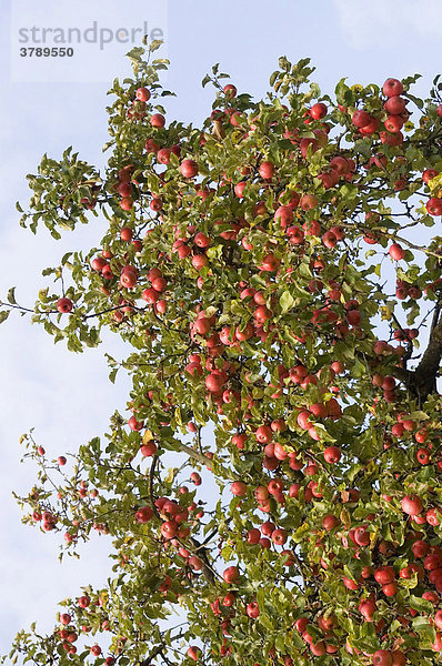 Apfelbaum Apfel äpfel