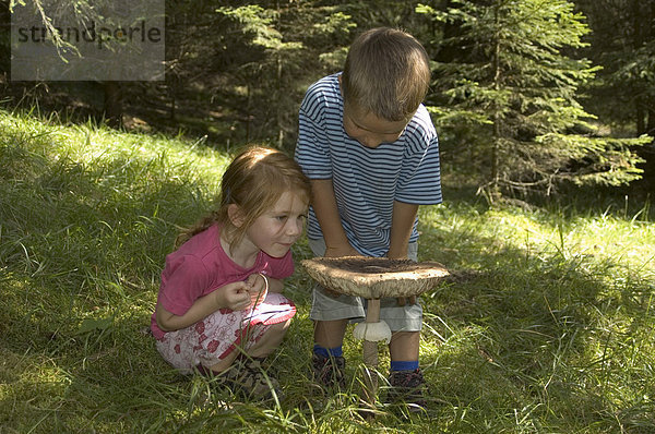 Zwei Kinder studieren einen großen Pilz im Wald Parasol Pilz Macrolepiota procera