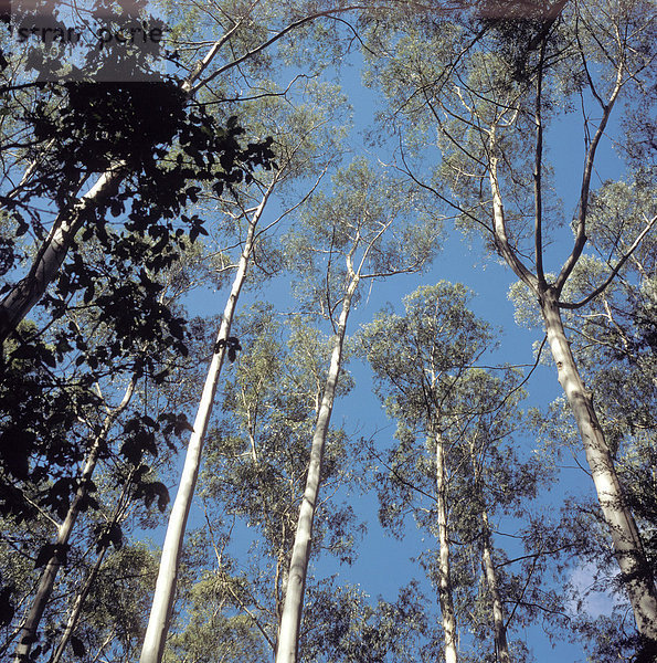 Bemm River Rain Forest Victoria Australien Eukatyptusbäume