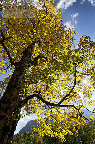 Baum mit Herbstlaub Herbst bei Schloss Linderhof Bayern Deutschland