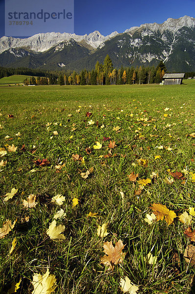 Herbstlaub auf Wiese im Leutaschtal bei Seefeld Tirol Oesterreich