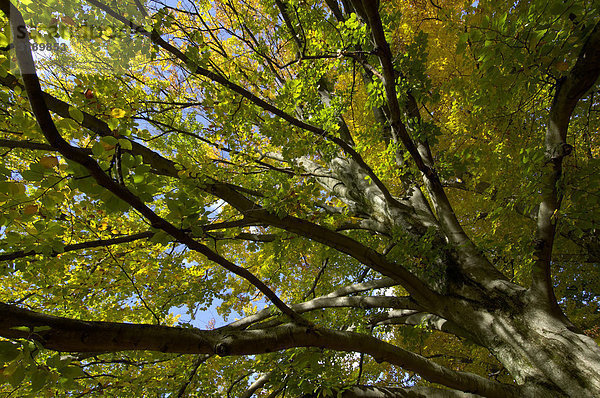 Park mit Baum Bäumen Baeumen Herbst Herbstlaub in München Bayern Deutschland