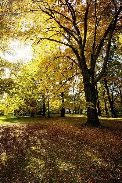 Park mit Buche (Fagus) Herbst Herbstlaub in München Bayern Deutschland