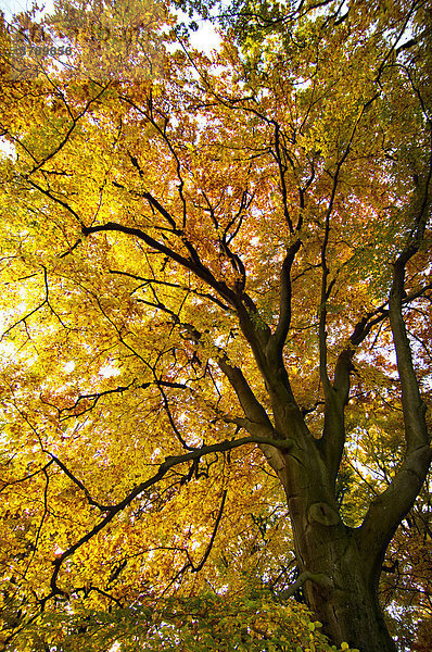 Park mit Buche (Fagus) Herbst Herbstlaub in München Bayern Deutschland