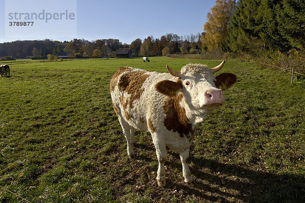 Kuh auf Wiese Weide bei Tutzing am Starnberger See Bayern Deutschland