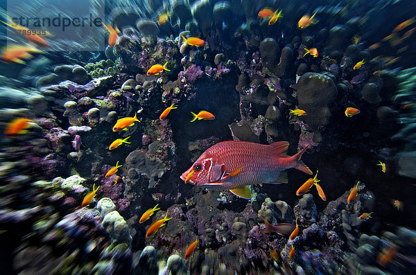 Rotes Meer Fahnenbarsche  Anthiinae und Grossdorn Husarenfisch  Sargocentron spiniferum