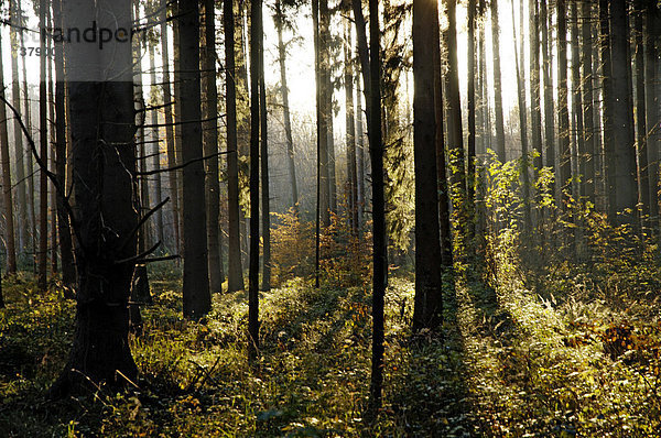 Sonnenlicht fällt durch Fichtenwald