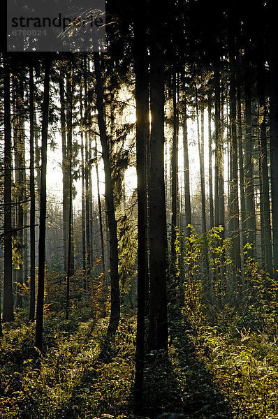 Sonnenlicht fällt durch Fichtenwald