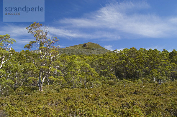 Blick zum Mt Rufus im Lake St Clair National Park Tasmanien Australien