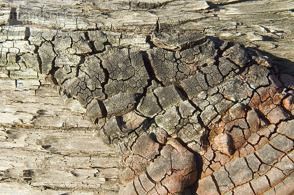 Holzstrukturen Lake St Clair National Park Tasmanien Australien