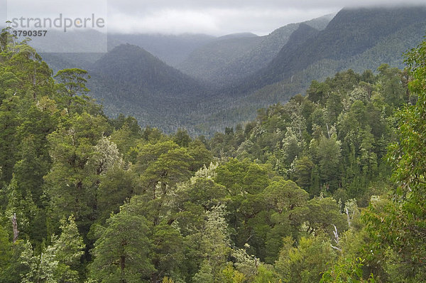 Regenwald mit blühenden Leatherwood Bäumen Eucryphia lucida im Franklin Gordon Wild Rivers National Park Tasmanien Australien