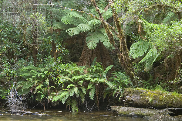 Regenwald an einem Zufluss des Franklin Rivers im Franklin Gordon Wild Rivers National Park Tasmanien Australien