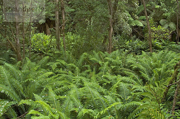 Regenwald an einem Zufluss des Franklin Rivers im Franklin Gordon Wild Rivers National Park Tasmanien Australien