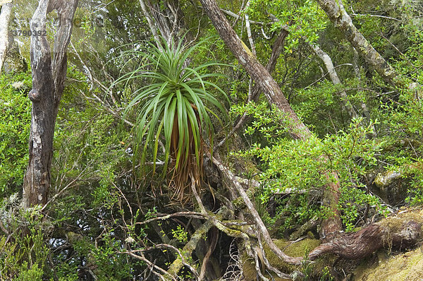 Regenwald am Dove Lake im Cradle Mountain Lake St Clair Nationalpark Tasmanien Australien