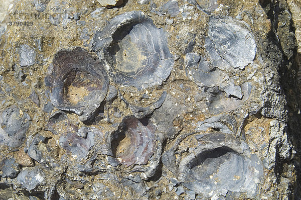 Versteinerte Muscheln in den Fossil Cliffs im Maria Island Nationalpark Tasmanien Australien
