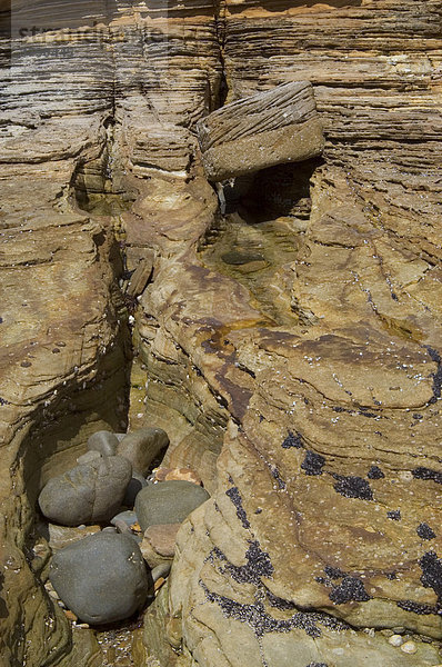 Bunte Sandsteinklippen Painted Cliffs im Maria Island Nationalpark Tasmanien Australien