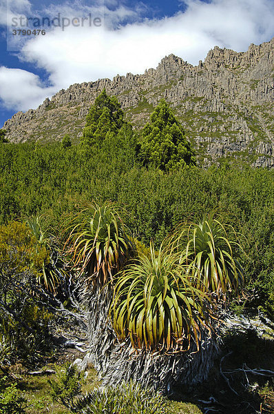 Vegetation am kargen Plateau des Cradle Cirque Overland Track Cradle Mountain Lake St Clair Nationalpark Tasmanien Australien