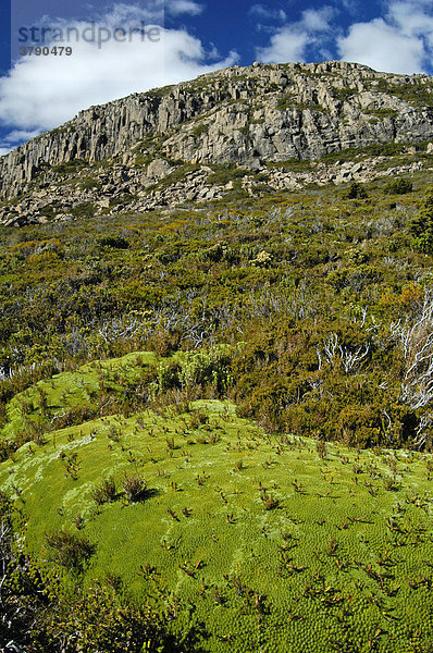 Typische Polsterpflanzen am Overland Track Cradle Mountain Lake St Clair Nationalpark Tasmanien Australien