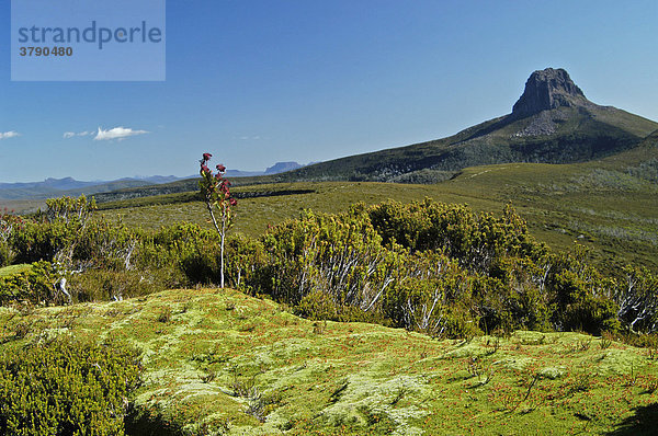 Typische Polsterpflanzen vorm Barn Bluff am Overland Track Cradle Mountain Lake St Clair Nationalpark Tasmanien Australien