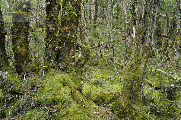Details des Buschwaldes beim Lake Windermere am Overland Track Cradle Mountain Lake St Clair Nationalpark Tasmanien Australien