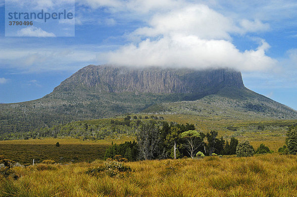 Blick übers Pine Forest Moor am Overland Track Cradle Mountain Lake St Clair Nationalpark Tasmanien Australien