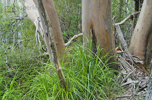Eukalyptusbaum am Overland Track Cradle Mountain Lake St Clair Nationalpark Tasmanien Australien
